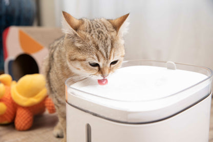 Dispenser acqua smart Pawbby